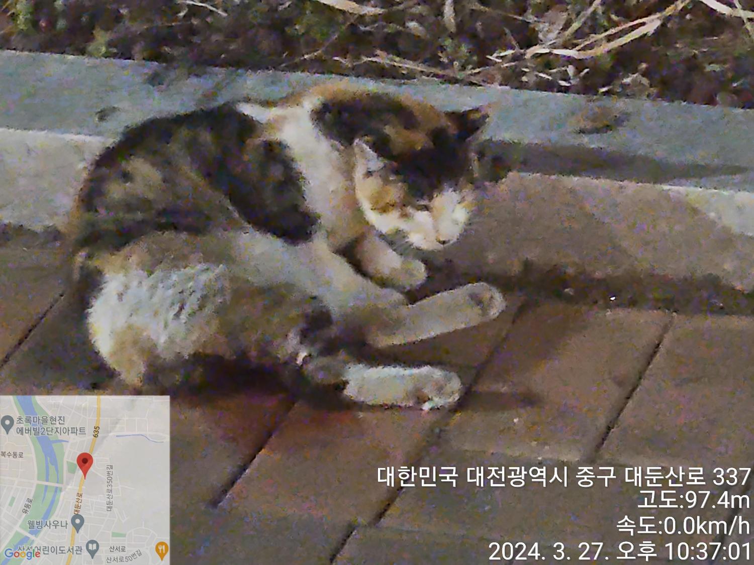 대전동물보호센터_430365202400075